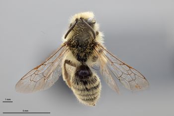 Media type: image;   Entomology 771446 Aspect: habitus dorsal view